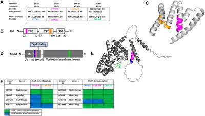 Selective inhibitors targeting Fis1/Mid51 protein-protein interactions protect against hypoxia-induced damage in cardiomyocytes